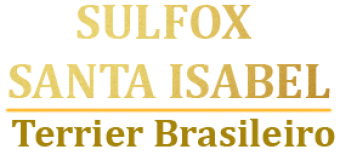 Terrier Brasileiro (Fox Paulistinha) - Canil Sulfox Santa Isabel