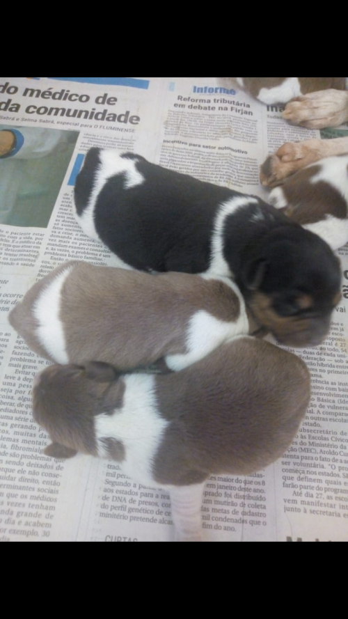 Fotos Ninhada